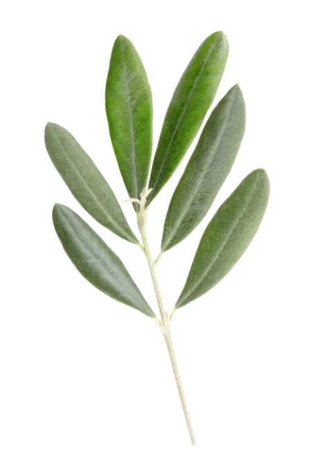 Olivenblätter